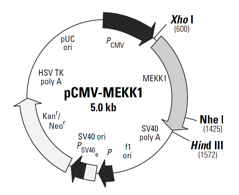 pCMV-MEKK1载体图谱